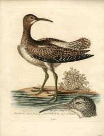 The Whimbrel
