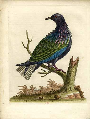The Nicobar Pigeon