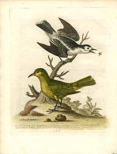 The Black and White Flycatcher