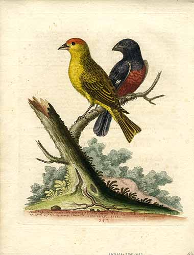 Small Birds from Angola