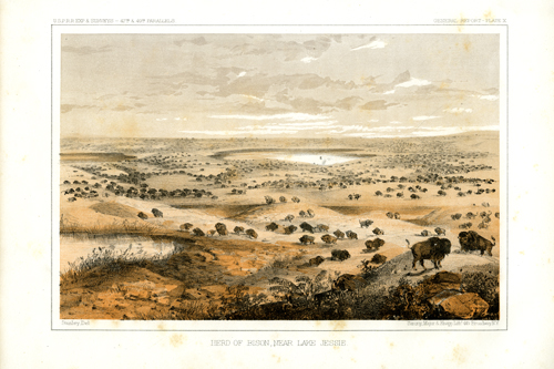 Herd of Bison Near Lake Jessie