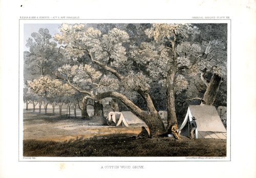 A Cottonwood Grove