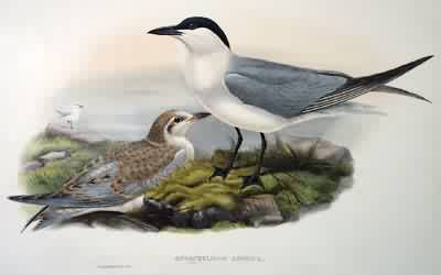 Gull-billed Tern Gull-billed Tern