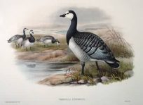 Barnicle Goose