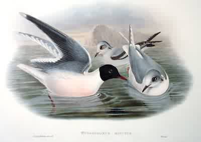 Little Gull