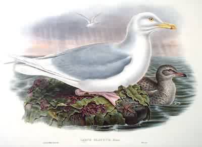 Glaucus Gull Glaucus Gull