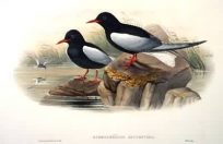 White-Winged Tern