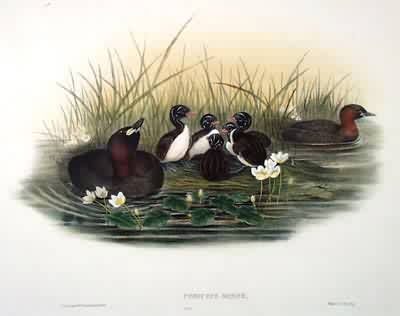 Little Grebe or Dabchick Little Grebe or Dabchick