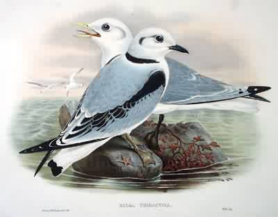 Kittiwake