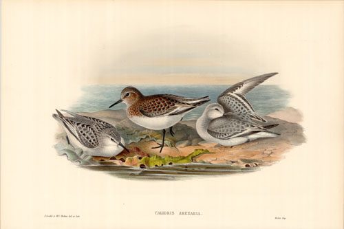 Sanderling (Calidris Arenaria)