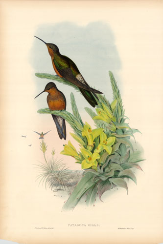 Giant Humming Bird (Patagona Gigas)