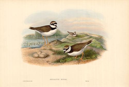 Little Ringed Plover (Aegialitis Minor)