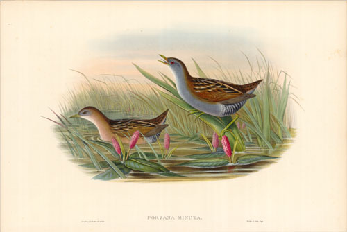 Olivaceous Crake (Porzana Minuta) Olivaceous Crake (Porzana Minuta)