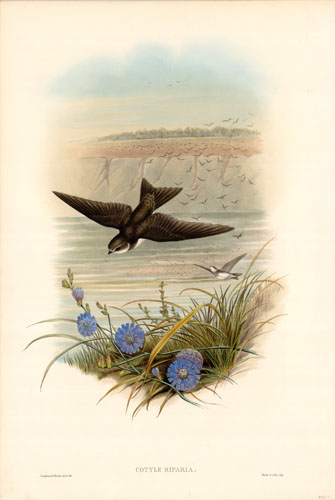 Sand Martin (Cotyle Riparia) Sand Martin (Cotyle Riparia)