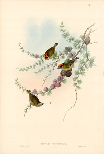 Fire-Crested Wren (Regulus Ignicapillus)