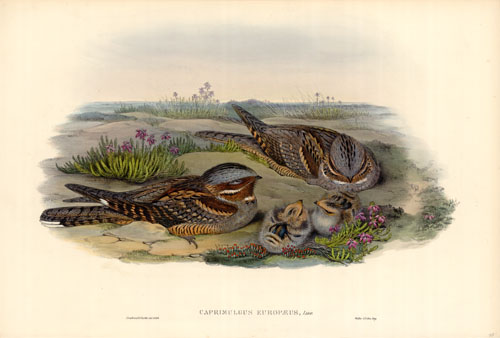 European Nightjar (Camprimulgus Europaeus)