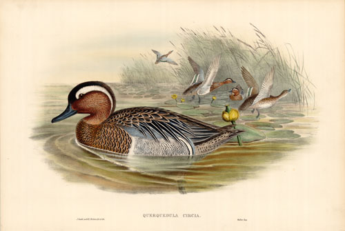 Garganey (Querquedula Circia) Garganey (Querquedula Circia)