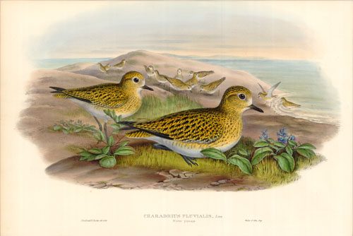 Golden Plover (Charadrius Pluvialis)