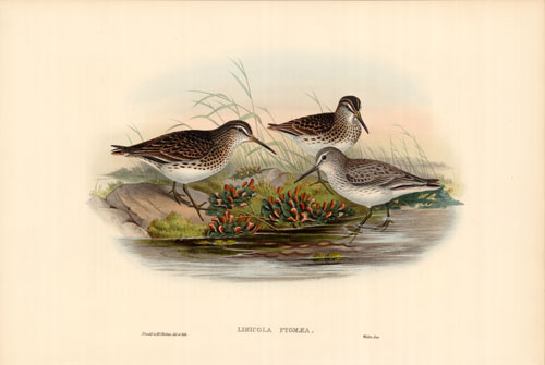 Broad-Billed Sandpiper (Limicola Pygmaea) Broad-Billed Sandpiper (Limicola Pygmaea)