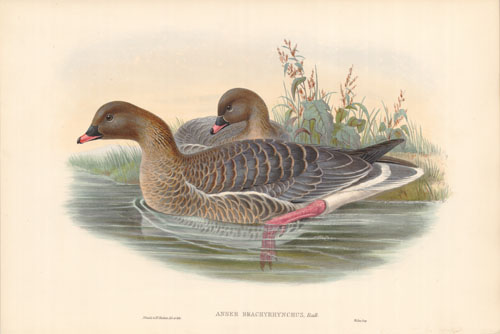 Pink-Footed Goose (Anser Brachyrhynchus) Pink-Footed Goose (Anser Brachyrhynchus)