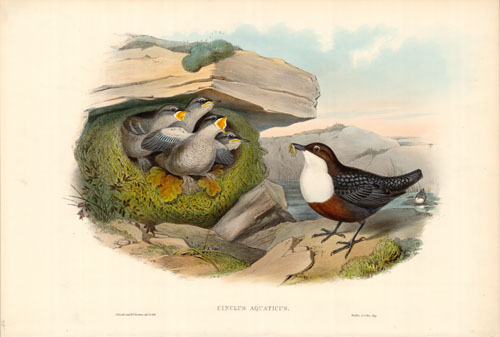 European Water Ouzel (Cinclus Aquaticus) European Water Ouzel (Cinclus Aquaticus)