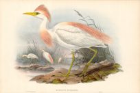 Buff-Backed Heron (Bubulcus Russatus)