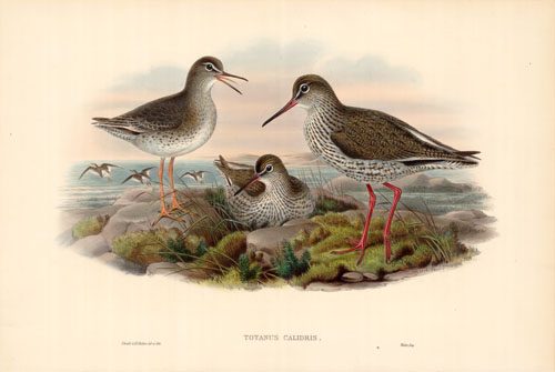 Redshank (Totanus Calidris)