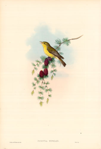 Melodious Warbler (Ficedula Hypolais) Melodious Warbler (Ficedula Hypolais)