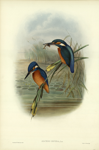 ALCEDO ISPIDA (KINGFISHER)