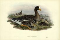 ANSER ALBIFRONS (WHITE-FRONTED GOOSE)