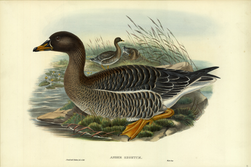Anser Segetum (Bean-Goose)