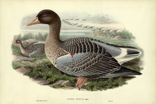ANSER FERUS (GREY LAG GOOSE) ANSER FERUS (GREY LAG GOOSE)
