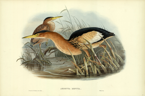 ARDETTA MINUTA (LITTLE BITTERN) ARDETTA MINUTA (LITTLE BITTERN)