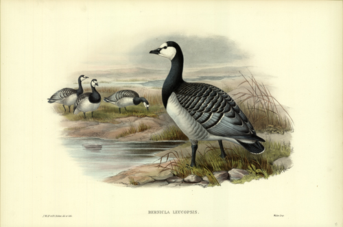 BERNICLA LEUCOPSIS (BERNICLE GOOSE)