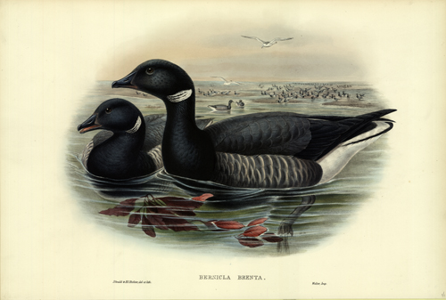 BERNICLA BRENTA (BRENT GOOSE)