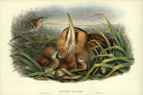 BOTAURUS STELLARIS (BITTERN)