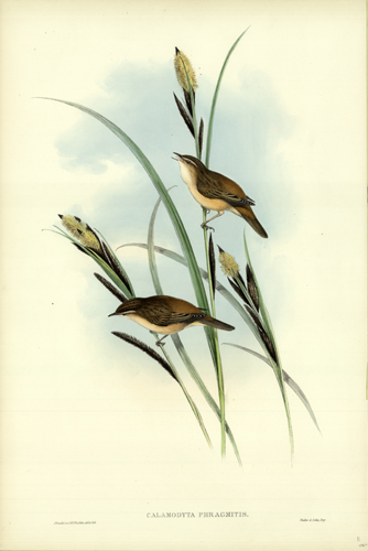 CALAMODYTA PHRAGMITIS (SEDGE WARBLER OF CHAT)