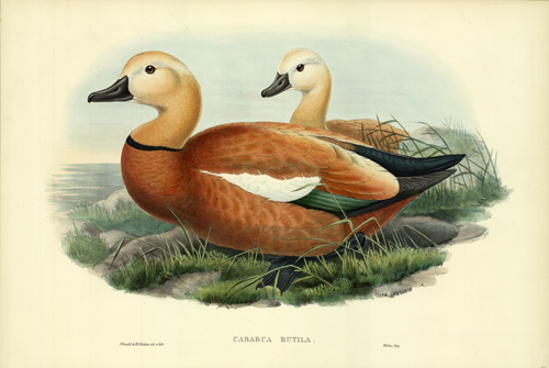 CASARCA RUTILA (RUDDY SHELDRAKE)