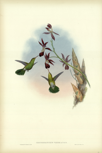 CHRYSOBRONCHUS VIRIDICAUDUS (GREEN-TAILED HUMMINGBIRD) CHRYSOBRONCHUS VIRIDICAUDUS (GREEN-TAILED HUMMINGBIRD)