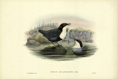Cinclus Melanogaster