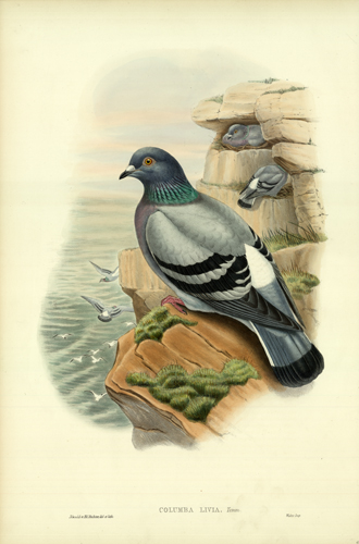 Columba Livia Columba Livia
