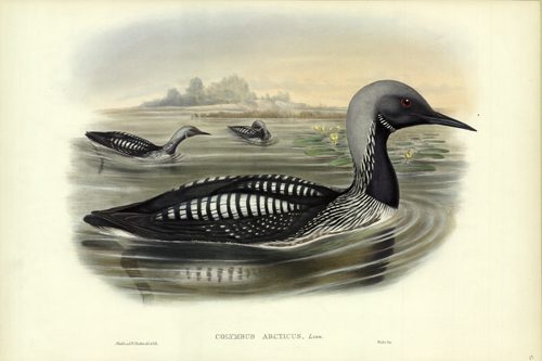 Colymbus Arcticus