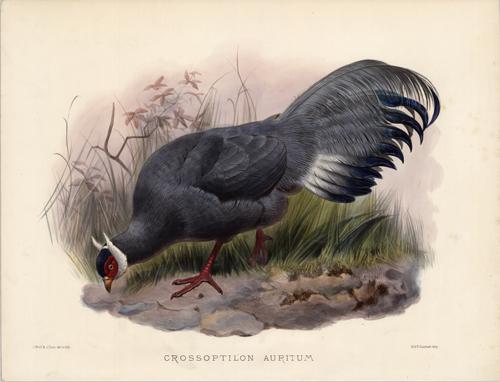 Crossoptilon Auritum (Pallas's Eared Pheasant) Crossoptilon Auritum (Pallas's Eared Pheasant)