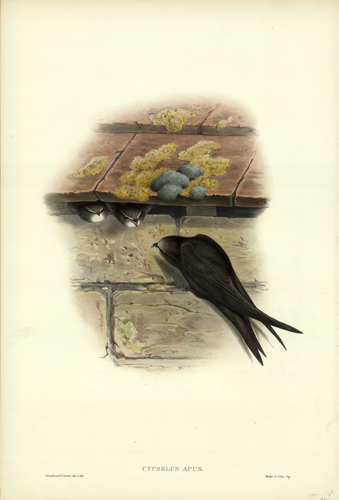 CYPSELUS APUS (SWIFT)