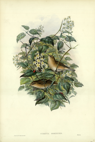 Curruca Hortensis (Garden-Warbler)
