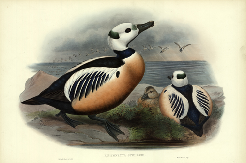 ENICONETTA STELLERI (STELLAR'S DUCK)