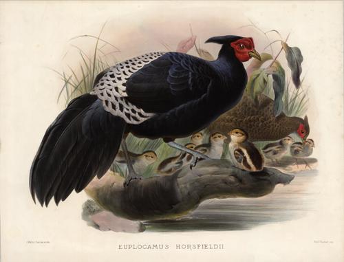 Euplocamus Horsfieldii (Horsfield's Kaleege)