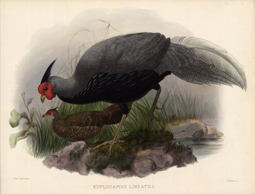 Euplocamus Lineatus (Lineated Pheasant) Euplocamus Lineatus (Lineated Pheasant)