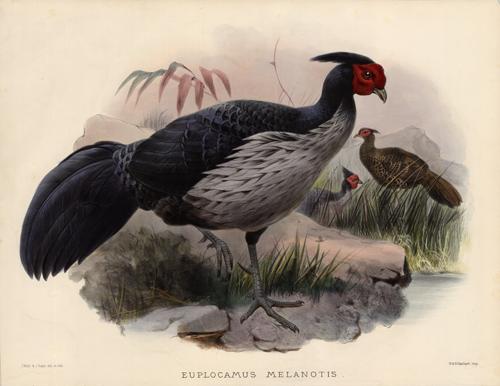 Euplocamus Melanotis (Black-Backed Kaleege) Euplocamus Melanotis (Black-Backed Kaleege)