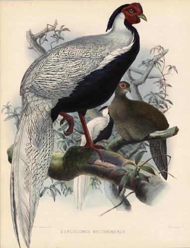 Euplocomus Nycthemerus (Silver Pheasant)